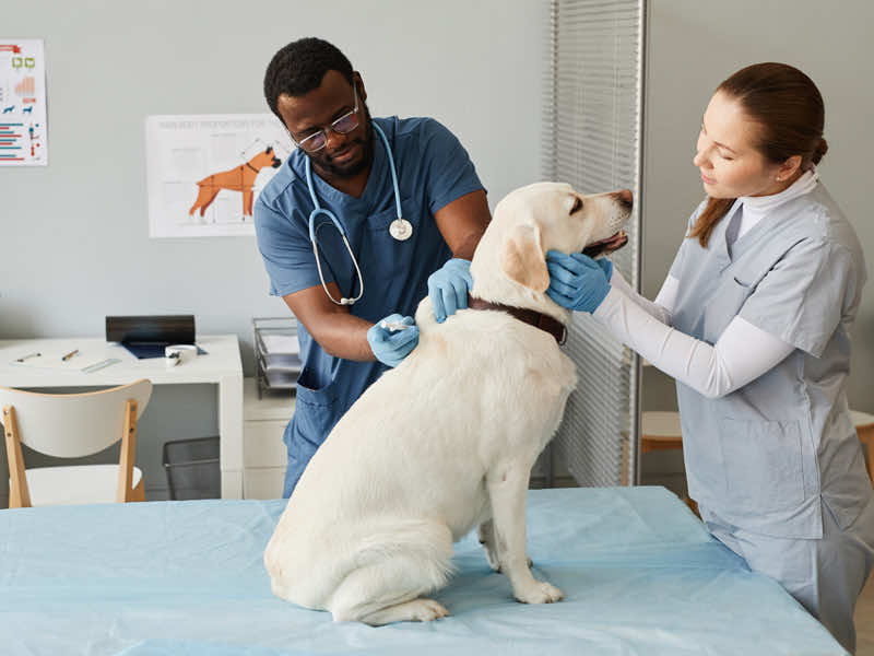 Nashville Animal Hospital in Nashville