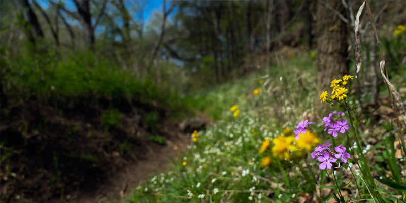Walking Trails in Howard County
